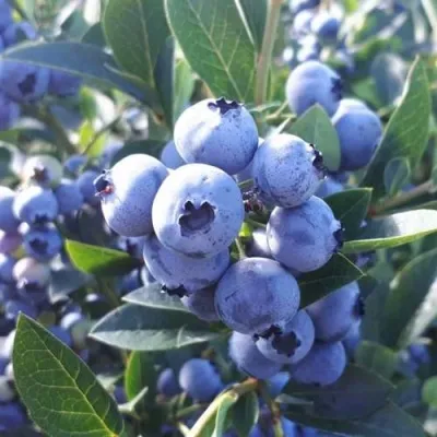 Голубика ХАННА ЧОЙС — описание сорта Голубика ХАННА ЧОЙС в Москве