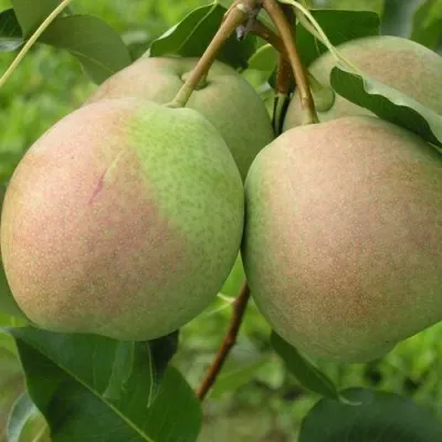 Груша ДЕСЕРТНАЯ РОССОШАНСКАЯ в Москве