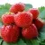 Клубника ВИМА ЗАНТА в Москве