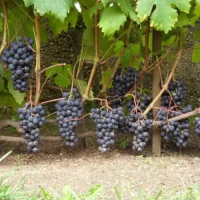 Виноград ВОСТОРГ ЧЕРНЫЙ — описание сорта Виноград ВОСТОРГ ЧЕРНЫЙ в Москве