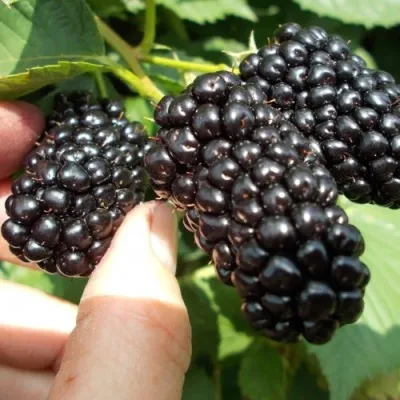 Ежевика НАТЧЕЗ бесшипная в Москве