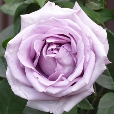 Саженцы роз ИНДИГОЛЕТТА плетистая  Саженцы роз ИНДИГОЛЕТТА плетистая в Москве