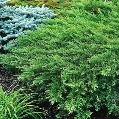 Можжевельник РОКЕРИ ДЖЕМ казацкий — описание сорта Можжевельник РОКЕРИ ДЖЕМ казацкий в Москве