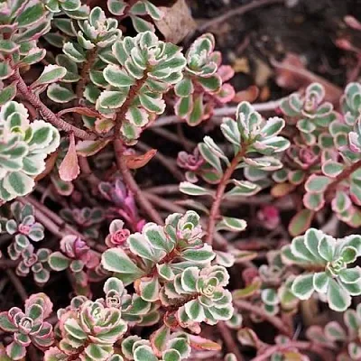 Очиток (седум) ТРИКОЛОР ложный  Очиток (седум) ТРИКОЛОР ложный в Москве