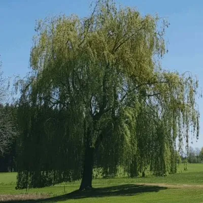 Ива белая — описание сорта Ива белая в Москве