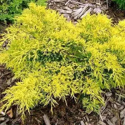 Можжевельник КИНГ ОФ СПРИНГ средний  Можжевельник КИНГ ОФ СПРИНГ средний в Москве