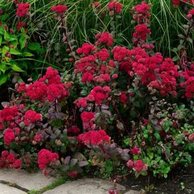 Очиток (седум) РЕД КАУЛИ в Москве