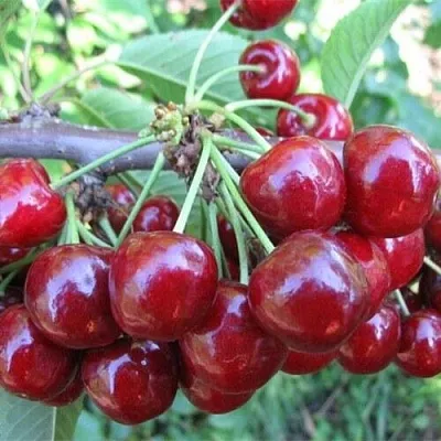 Вишня ДЕСЕРТНАЯ МОРОЗОВОЙ  Вишня ДЕСЕРТНАЯ МОРОЗОВОЙ в Москве