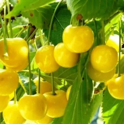 Черешня ПОДСНЕЖНИК — описание сорта Черешня ПОДСНЕЖНИК в Москве