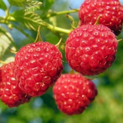 Малина ПРОСТО ПРЕЛЕСТЬ (СТОЛЕШНИК) в Москве