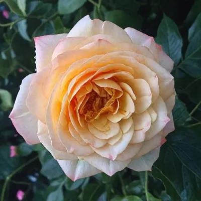 Саженцы роз АБЕЙ ДЕ СЕНТ-АМАН шраб  Саженцы роз АБЕЙ ДЕ СЕНТ-АМАН шраб в Москве