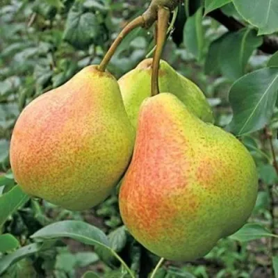 Груша ПАМЯТЬ ЯКОВЛЕВА — описание сорта Груша ПАМЯТЬ ЯКОВЛЕВА в Москве