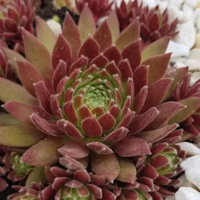 Молодило ЛЮФТШПРУНГ — описание сорта Молодило ЛЮФТШПРУНГ в Москве