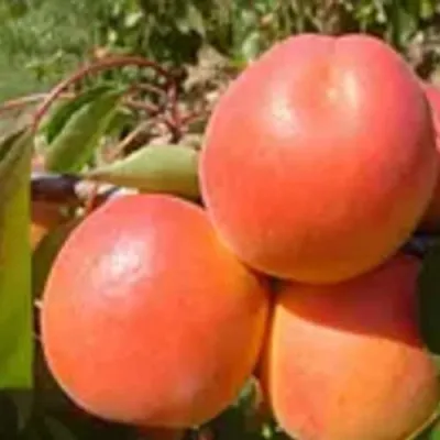 Абрикос NJA-19 в Москве