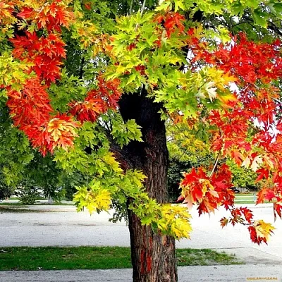 Клен в Москве