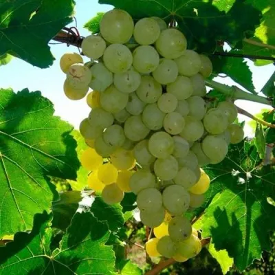 Виноград КИШМИШ МУСКАТНЫЙ — описание сорта Виноград КИШМИШ МУСКАТНЫЙ в Москве