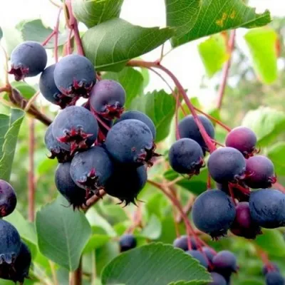 Ирга ПРИНЦ ВИЛЬЯМ — описание сорта Ирга ПРИНЦ ВИЛЬЯМ в Москве