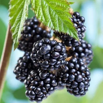 Ежевика БЛЭК САТИН бесшипная в Москве