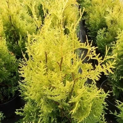 Туя ГОЛДЕН БРАБАНТ западная в Москве