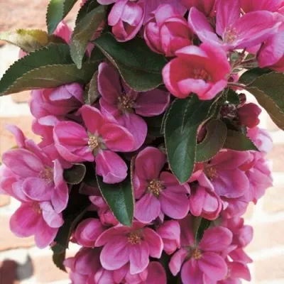 Яблоня ЗЕЛЁНЫЙ БУКЕТ декоративная — описание сорта Яблоня ЗЕЛЁНЫЙ БУКЕТ декоративная в Москве