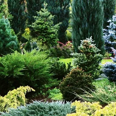 Хвойные растения в Москве