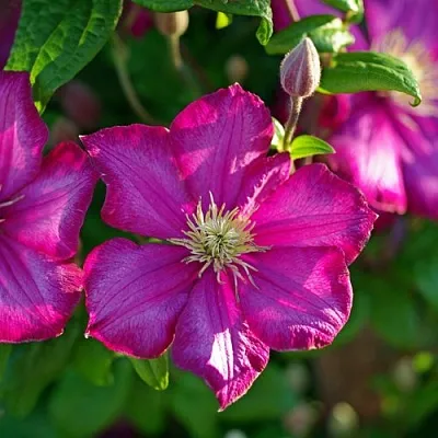 Клематис КАРМЕНСИТА  Клематис КАРМЕНСИТА в Москве