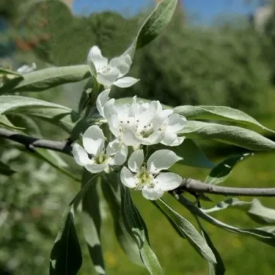 Груша ИВОЛИСТНАЯ — описание сорта Груша ИВОЛИСТНАЯ в Москве