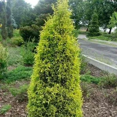 Можжевельник ГОЛД КОН обыкновенный в Москве