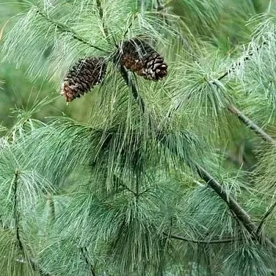 Сосна АРМАНДИ  Сосна АРМАНДИ в Москве
