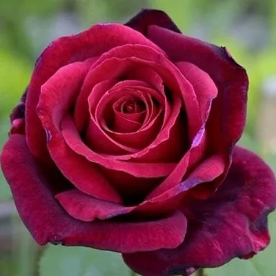 Саженцы роз ПАПА МЕЙЯН чайно-гибридная в Москве