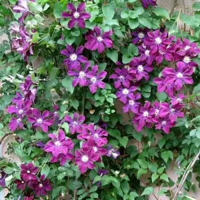 Клематис ГЕРОИ ВАРШАВЫ — описание сорта Клематис ГЕРОИ ВАРШАВЫ в Москве