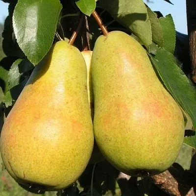 Груша ЧИЖОВСКАЯ  Груша ЧИЖОВСКАЯ в Москве