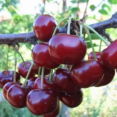 Вишня НОРД СТАР  Вишня НОРД СТАР в Москве