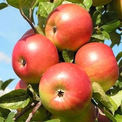 саженцы яблони саженцы яблони