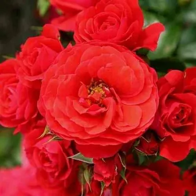 Саженцы роз ЧЕРРИ ГЕРЛ флорибунда — описание сорта Саженцы роз ЧЕРРИ ГЕРЛ флорибунда в Москве