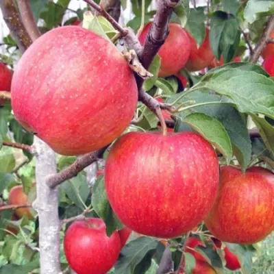 Яблоня ЖЕНЕВА (ЖЕНЕВА ЭРЛИ) в Москве