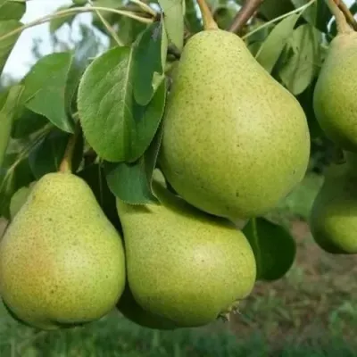 Груша СВЕРДЛОВЧАНКА — описание сорта Груша СВЕРДЛОВЧАНКА в Москве