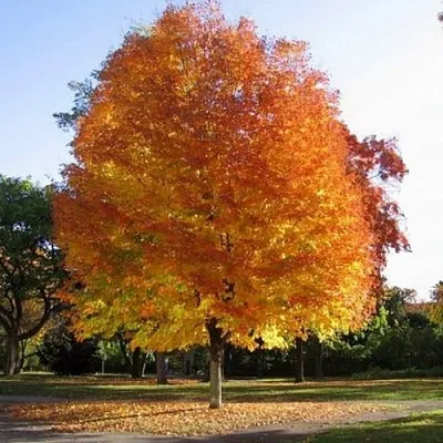 Клен серебристый  Клен серебристый в Москве