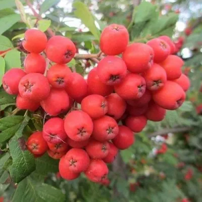 Рябина НЕВЕЖИНСКАЯ сладкоплодная — описание сорта Рябина НЕВЕЖИНСКАЯ сладкоплодная в Москве