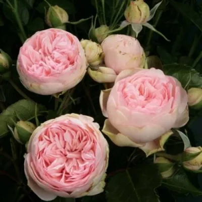 Саженцы роз ЧАРМИНГ ПИАНО спрей — описание сорта Саженцы роз ЧАРМИНГ ПИАНО спрей в Москве