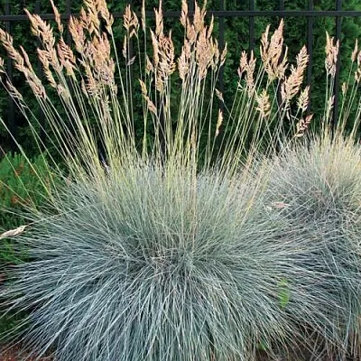 Овсянница ЭЛАЙДЖА БЛЮ  Овсянница ЭЛАЙДЖА БЛЮ в Москве