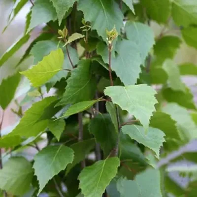 Береза ФАСТИГИАТА повислая  в Москве
