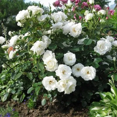 Саженцы роз АЛАБАСТЕР флорибунда в Москве