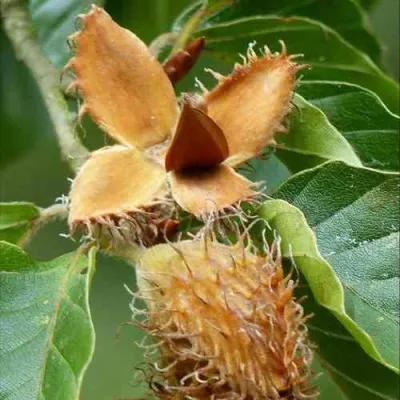 Бук обыкновенный в Москве