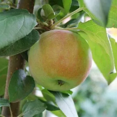 Яблоня ПОДСНЕЖНИК стелющаяся в Москве