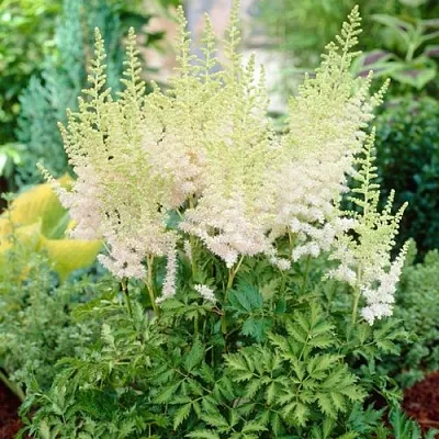 Астильба МИЛК ЭНД ХАНИ китайская  Астильба МИЛК ЭНД ХАНИ китайская в Москве