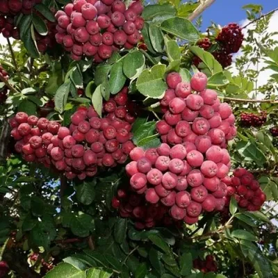 Рябина ТИТАН сладкоплодная — описание сорта Рябина ТИТАН сладкоплодная в Москве