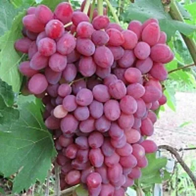 Виноград КИШМИШ ВЕЛЕС — описание сорта Виноград КИШМИШ ВЕЛЕС в Москве