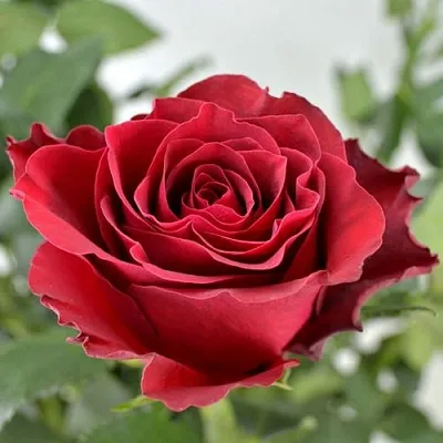 Саженцы роз РОДОС чайно-гибридная в Москве