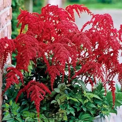 Астильба РЕД ЧАРМ Арендса  Астильба РЕД ЧАРМ Арендса в Москве